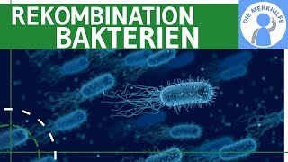 Rekombination bei Bakterien  Transduktion Transformation amp Konjugation einfach erklärt  Genetik [upl. by Notsniw]