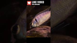 Deep Water Hap Cichlid shorts malawitank africancichlid aquarium fishtank tropicalfish fish [upl. by Schofield]