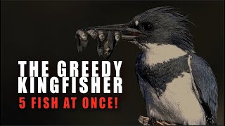 A Greedy Kingfisher Catches 5 Fish at One Time [upl. by Ycam]