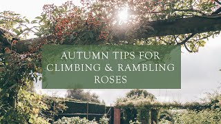 Autumn Tips for Climbing amp Rambling Roses by Steve  Head Gardener at David Austin Roses [upl. by Ortrud]