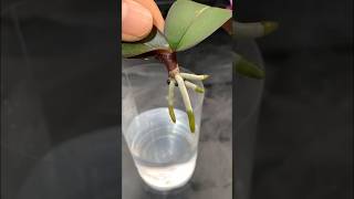 Grow orchids without watering garden tips [upl. by Joellyn]