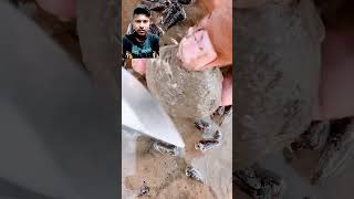 लाखों में है इसकी कीमत 😮 seafood satisfying oysters pearls youtubeshorts ytshorts youtuber [upl. by Prud968]