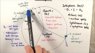 AS Biology  Cell cycle OCR A Chapter 61 [upl. by Opportina]