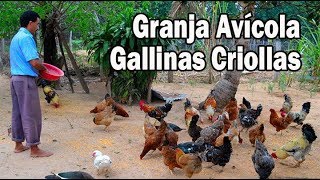 Granja avícola de Gallinas Criollas [upl. by Ecenaj]