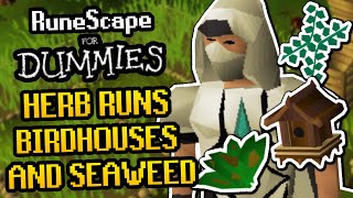 RuneScape For Dummies Herb Runs Birdhouse Runs and Giant Seaweed Guide OSRS [upl. by Marlen]