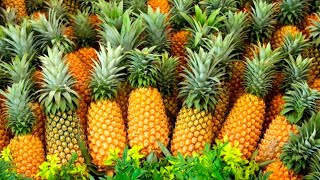 How millions of pineapples are grown and harvested [upl. by Niowtna]