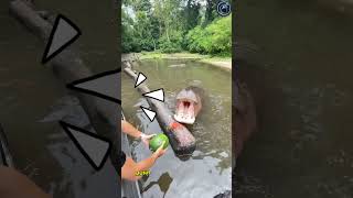 This guy was giving Watermelon to Hippo  But the Angle was Not Right 😱🫡 respect shorts ytshorts [upl. by Ardnoyek]