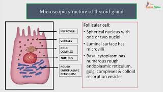 Histology of thyroid and parathyroid glands [upl. by Mutz]