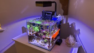 25L Cube Reef Tank Packed full of coral  and fish into the Innovative Marine Lagoon 25 [upl. by Bezanson72]