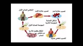 احذر مخاطر التهاون في علاج الملاريا Le paludisme😲🖕🖕 [upl. by Nehemiah]