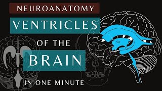 Ventricles of the Brain  Animation  Anatomy and Physiology shorts brain ventricles [upl. by Robet877]