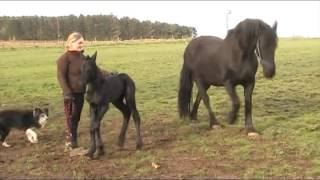 Two day old Friesian foal [upl. by Jovitah]