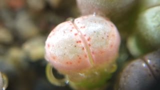 Lithops julii v fulleri C171 7 Months Old [upl. by Polloch]