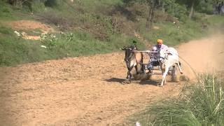 Bull cart race punjab India 24 [upl. by Neisa20]