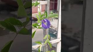 Nill kontho 💙💙trending treegardenplants youtubeshorts [upl. by Stevens]