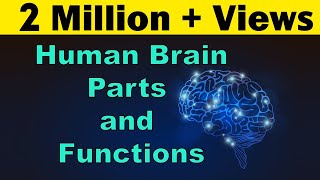 Human Brain  Parts amp Functions  Cerebrum amp Cerebellum  Biology  LetsTute [upl. by Faber934]