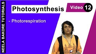 Photosynthesis  NEET  Photorespiration  Neela Bakore Tutorials [upl. by Allcot167]