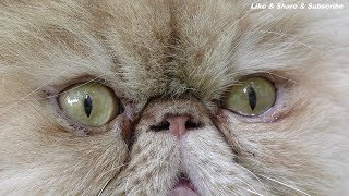 4K  Katze  Perserkatze  Perserkater Fotomodel  video background hd [upl. by Kinch]