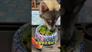 7monthold Husky waited too long for food Dogs The exquisite life of dogs Healing at home Daily [upl. by Urien448]