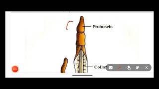 Hemichordata PhylumClassification Of Hemichordata Phylum With ExamplesNon Chordata [upl. by Nella]