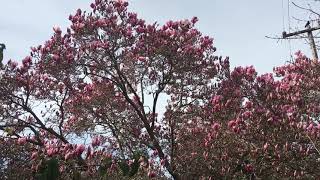 Magnolia x soulangeana Saucer Magnolia  Magnoliaceae [upl. by Pinto]