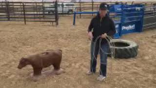 Breakaway Roping Tips by Tufkaf  3 things that I Work on in Practice [upl. by Odie]