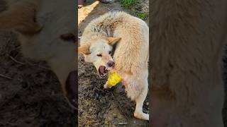 After being injured in the tail a stray dog continues to bite his tail [upl. by Wootan]