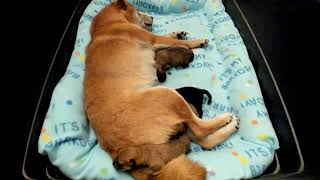 Shiba Inu Puppy Cam  KTeam  Labor Day  PM [upl. by Warton]