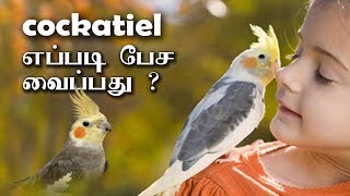 how to train Cockatiel bird in Tamil  Cockatiel பறவையை எப்படி கதைக்க வைப்பது [upl. by Atsahc]