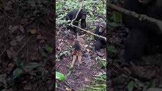 BRUTAL CHIMPANZEES OF MAHALE [upl. by Malena]