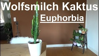 Wolfsmilch Kaktus pflege gießen düngen Standort vermehren Euphorbia trigona [upl. by Salamone258]