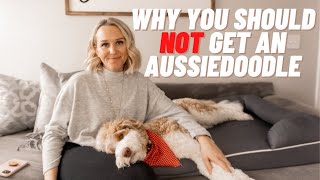 AUSSIEDOODLE  5 Reasons You Should NOT Get an Aussiedoodle  Torey Noora [upl. by Dahcir]