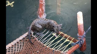 Drowning Leopard Cub Rescue From Well  Wildlife Trust Of India  Eco Echo foundation  Mahaforest [upl. by Reinertson]