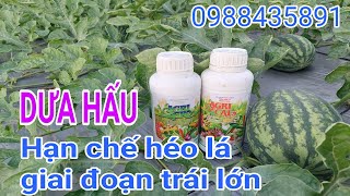 DƯA HẤU VỤ THÁNG CHẠP 2023 P25HẠN CHẾ HÉO LÁ KHI TRÁI LỚN [upl. by Iclehc461]