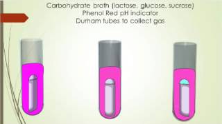 MICROBIOLOGY CARBOHYDRATE FERMENTATION TEST [upl. by Gross490]