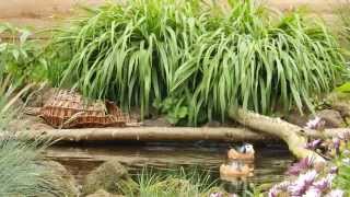 One of the smallest of wildfowl the African pygmy goose [upl. by Eras]