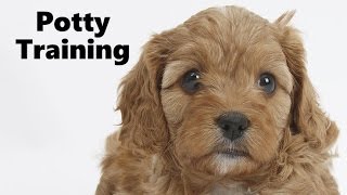 How To Potty Train A Cavapoo Puppy  Cavoodle House Training Tips  Housebreaking Cavapoo Puppies [upl. by Hardie355]