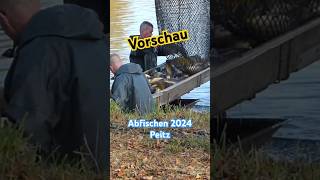 Vorschau  Abfischen 2024 Peitzer Teiche short [upl. by Shirl]