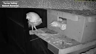 Tarras Valley Nature Reserve Barn Owl NestCam 02 July 2022 [upl. by Sirob970]