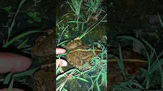 FROGS and Toads Having the MOST FUN Ever [upl. by Mears28]