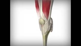 Knee Joint Animation [upl. by Dryden579]