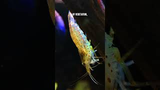 Amano Shrimp 🦐 Natural Habitat Of These Dwarf Shrimp Explained [upl. by Lochner]