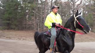 High Stepping Tennessee Walking Horses [upl. by Atteiram]