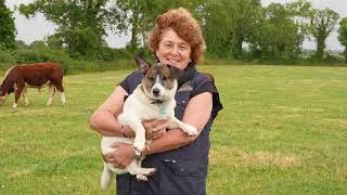 Irish Hereford Prime Farmer  Joe Collins amp his wife Theresa [upl. by Gottfried]