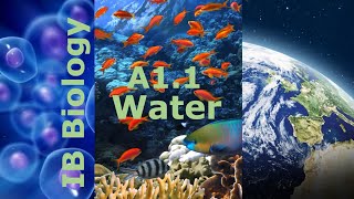 IB Biology – A11 Water [upl. by Zacks208]