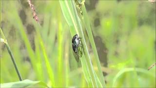 Tibicen tibicen formerly T Chloromera Ballard county KY [upl. by Hannaoj]