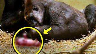 Gorilla Gives Birth To Rare Baby Few Minutes Later Doctors Realize Something is Seriously Wrong [upl. by Attenat]