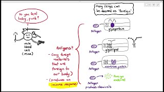 112 Self amp Nonself Antigens Cambridge AS A Level Biology 9700 [upl. by Cower]