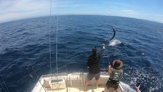 Black Marlin  Bermagui Marlin Fishing  Head Hunter Charters  FULL FIGHT [upl. by Raimund887]