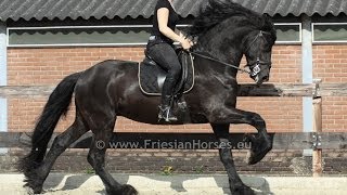 Friesian stallion baroque friesian dressage horse [upl. by Venn]